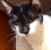 Jingles