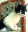 Jingles