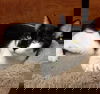 Jingles