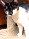 Jingles