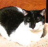 Jingles
