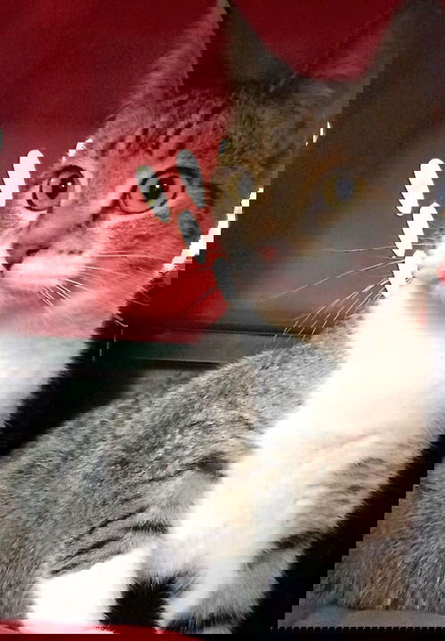 Merry