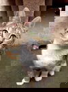 Pie