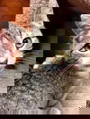 Pie