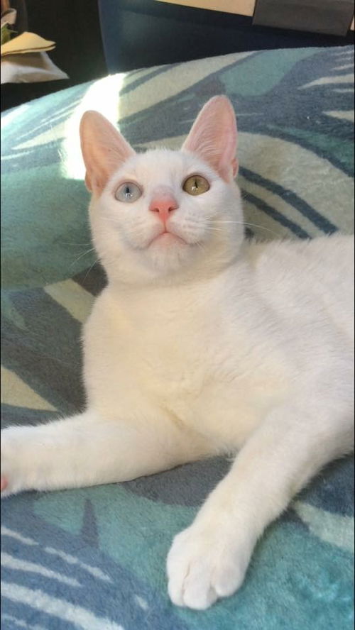 Marmalade