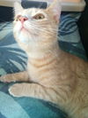 Peanut