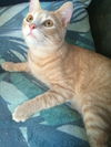 Peanut