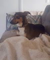Benny