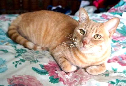 Garfield