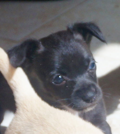 Wilbur