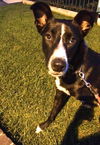 Bruno