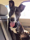 Bruno