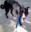 Bruno