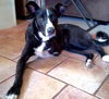 Bruno