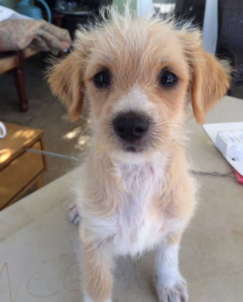 Winston