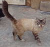 Mateo
