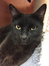 Simon