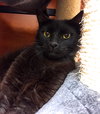 Simon