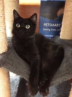 Simon