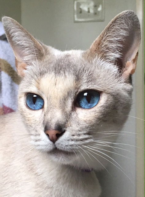 Sapphire
