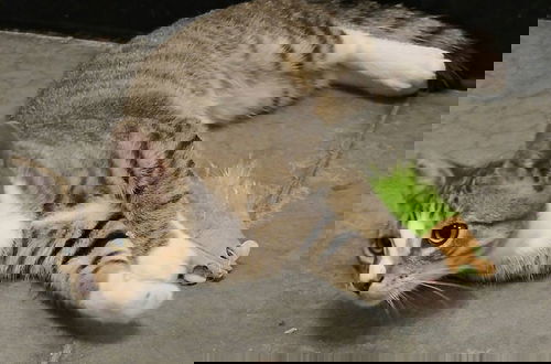 Tom