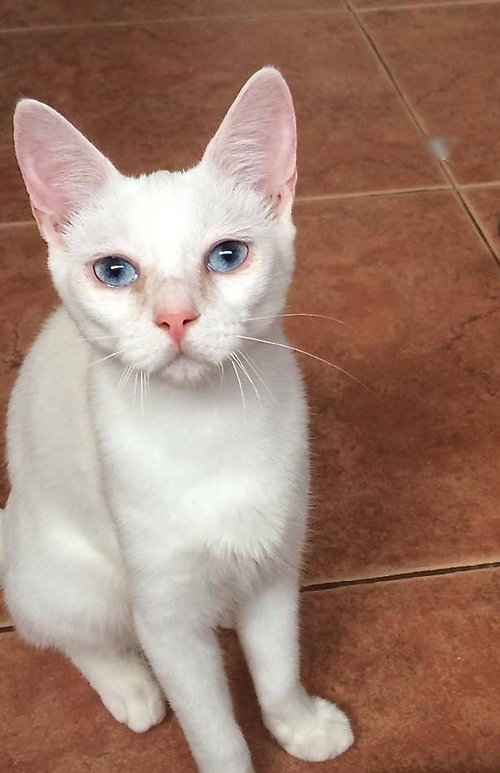 Azul