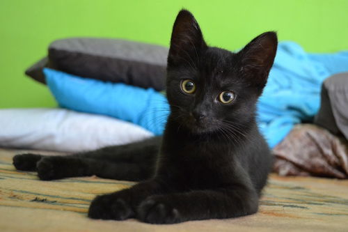 Josephine