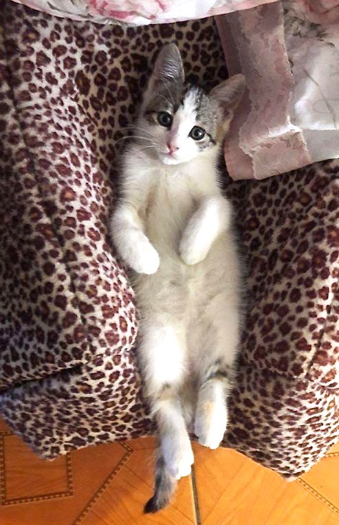 Misha