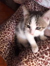 Misha