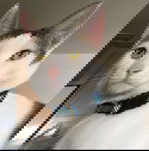 Nelson