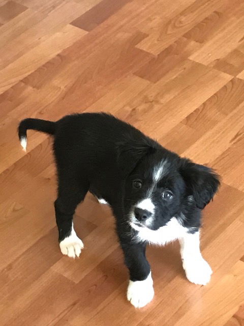 Penelope