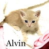 Alvin