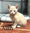 Alan