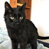 Maybelle