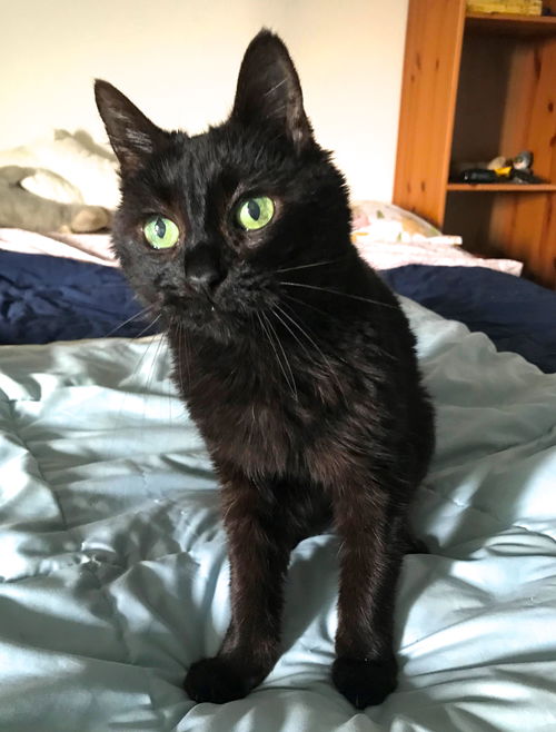 Maybelle
