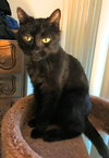 Maybelle