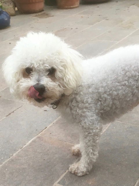 BonBon