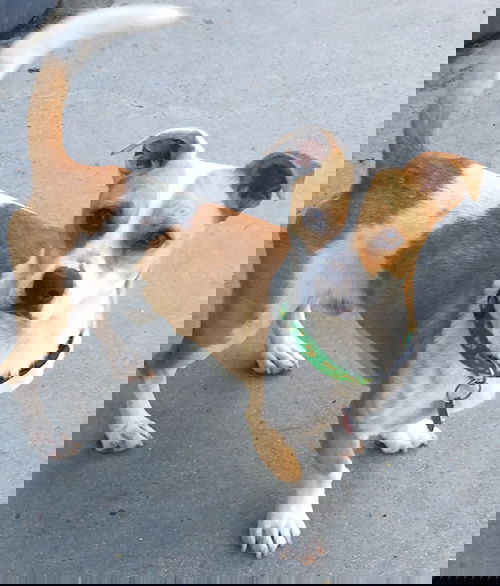 Felix
