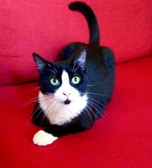 Mittens