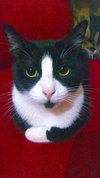 Mittens