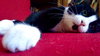Mittens