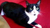 Mittens