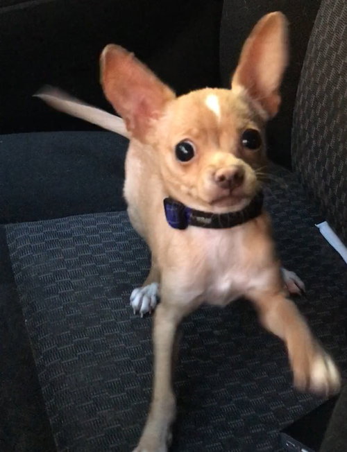 Squirrel