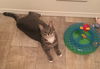 Miss Kitty