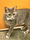 Miss Kitty