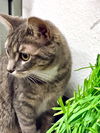 Miss Kitty