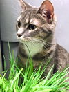 Miss Kitty