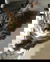 Miss Kitty