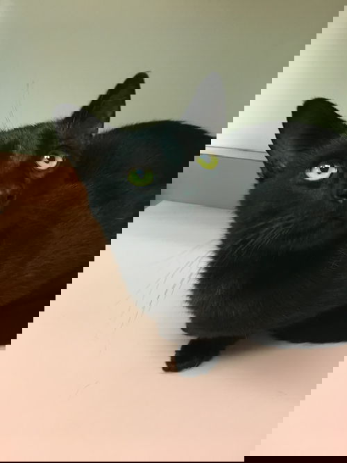 Black Panther