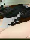 Black Panther
